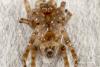 97337 – Photo : Francois Diemert – France (44)