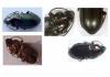 Harpalus distinguendus