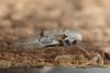 97541 – Photo : Michel Ehrhardt – France (68)