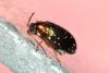 97700 – Photo : Michel Ehrhardt – France (68)