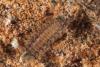 97849 – Photo : Michel Ehrhardt – France (68)