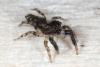 97798 – Photo : Michel Ehrhardt – France (68)