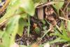 97434 – Photo : Jean-Claude Jossevel – Suisse