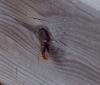 Osmia cornuta