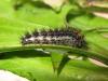 97922 – Photo : jeromebubu – France (81)
