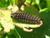 97925 – Photo : jeromebubu – France (81)