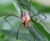 97189 – Photo : Castor – France (49)