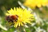 97949 – Photo : Castor – France (49)