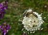97078 – Photo : Marion Jourdan – France (26)