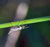 97425 – Photo : Josselyne Bayle – France (33)