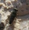 97585 – Photo : clovis – Croatie