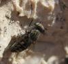 97586 – Photo : clovis – Croatie