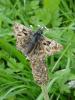 97004 – Photo : Annie Schaetzel – France (54)