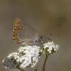 97095 – Photo : Nicolas Helitas – France (66)