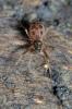 97997 – Photo : Christophe Quintin – France (21)