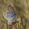 97017 – Photo : Nicolas Helitas – France (34)