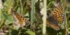 97098 – Photo : Nicolas Helitas – France (66)