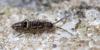 97686 – Photo : Sandra – France (33)