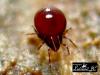97432 – Photo : Jean Claude Lutrand – France (76)