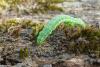 97947 – Photo : Patrick Le Mao – France (35)