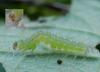 97124 – Photo : D.Thauvin – France (45)