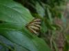 97593 – Photo : Christophe Girod – Guyane française