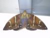 97594 – Photo : Christophe Girod – Guyane française