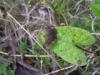 97643 – Photo : Christophe Girod – Guyane française