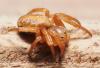 Araniella sp.