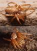 Araniella sp.
