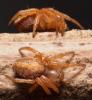 Araniella sp.