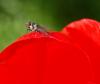 97132 – Photo : Josselyne Bayle – France (33)