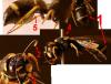 97646 – Photo : Jerome Carminati – France (39)