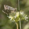 97072 – Photo : Nicolas Helitas – France (34)