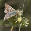 97073 – Photo : Nicolas Helitas – France (34)
