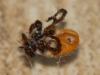 97117 – Photo : Jean-Jacques PORTENEUVE – France (34)