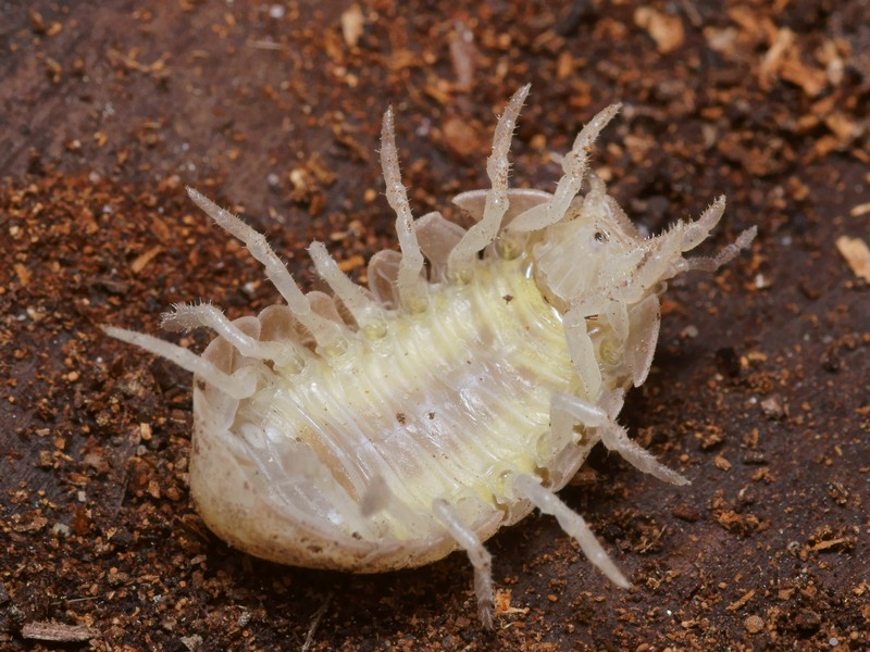 Pierre Gros - Helleria brevicornis - réf. 97951 (800 x 600 pixels, 190 ko)