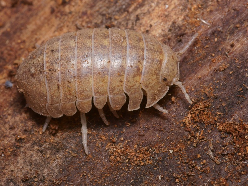 Pierre Gros - Helleria brevicornis - réf. 97950 (800 x 600 pixels, 214 ko)