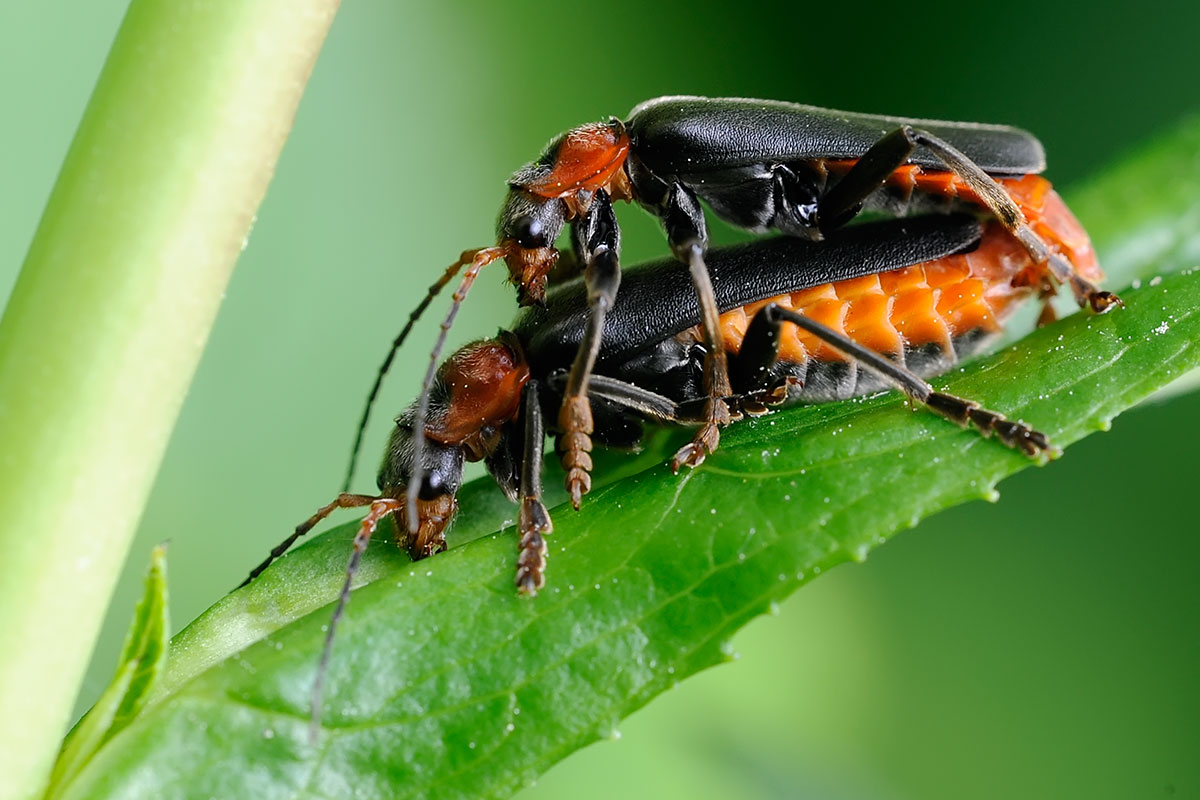 Eugène Vandebeulque - Cantharis (Cantharis) fusca - réf. 97680 (1200 x 800 pixels, 154 ko)