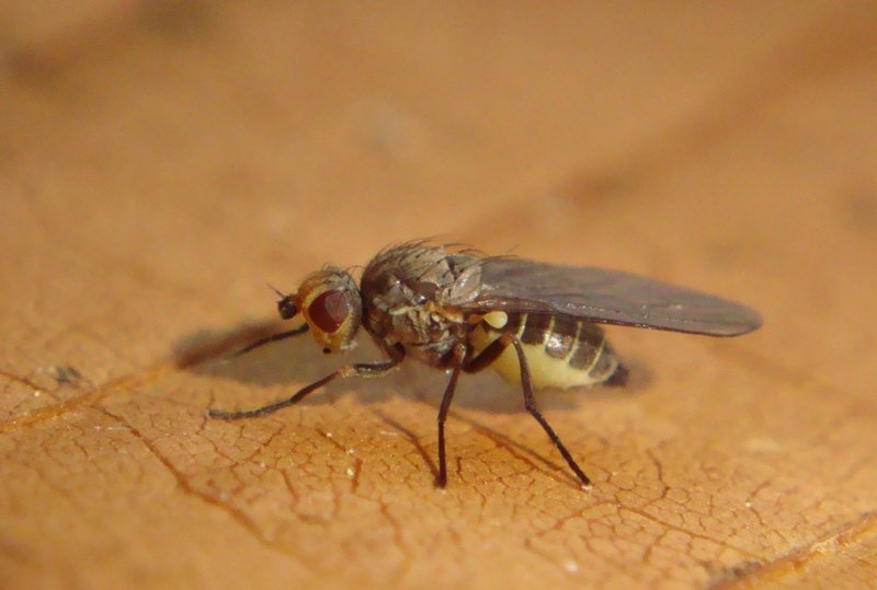 Jacques Riffé - Phytomyza gymnostoma - réf. 97102 (800 x 539 pixels, 49 ko)