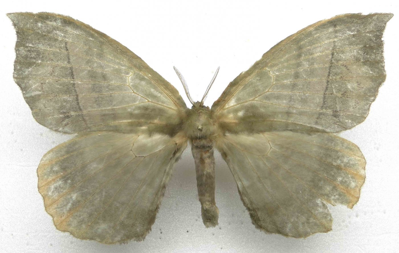 OCIS - Gracilanja sp. - réf. 97913 (1400 x 889 pixels, 209 ko)