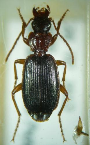 Réf. 98 259 : Cymindis coadunata