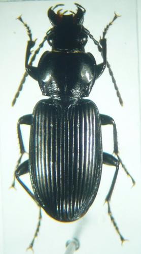 Pterostichus melanarius