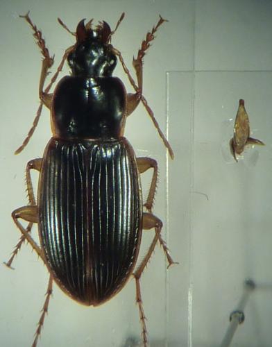 Calathus circumseptus