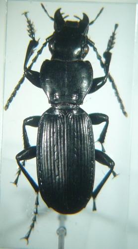 Réf. 98 222 : Pterostichus dufourii