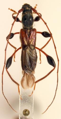 Réf. 98 402 : Molorchus minor