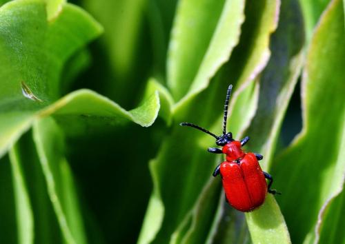 Lilioceris lilii