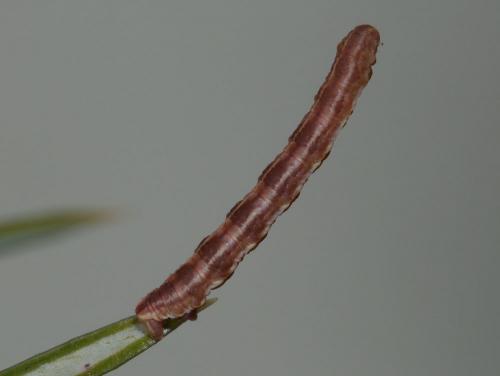 Réf. 98 832 : Eupithecia pusillata