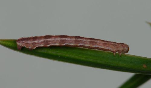 Eupithecia pusillata