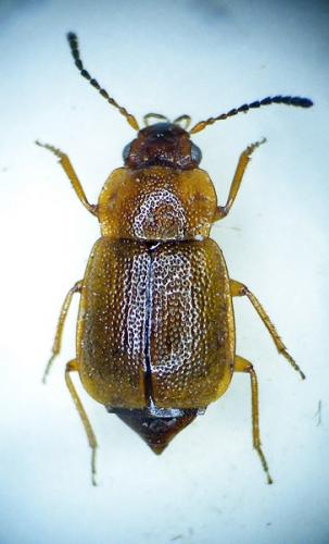Réf. 98 719 : Anthobium unicolor
